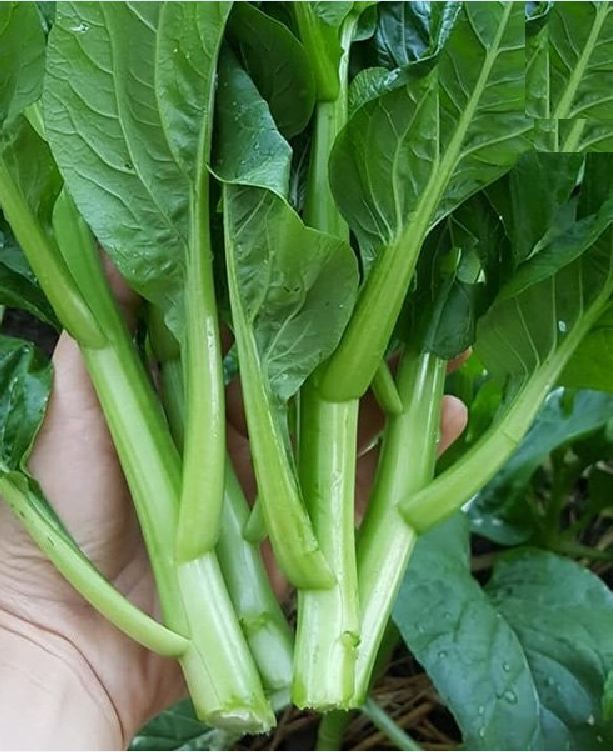 Hạt giống rau Cải ngồng Mập - gói 20gram