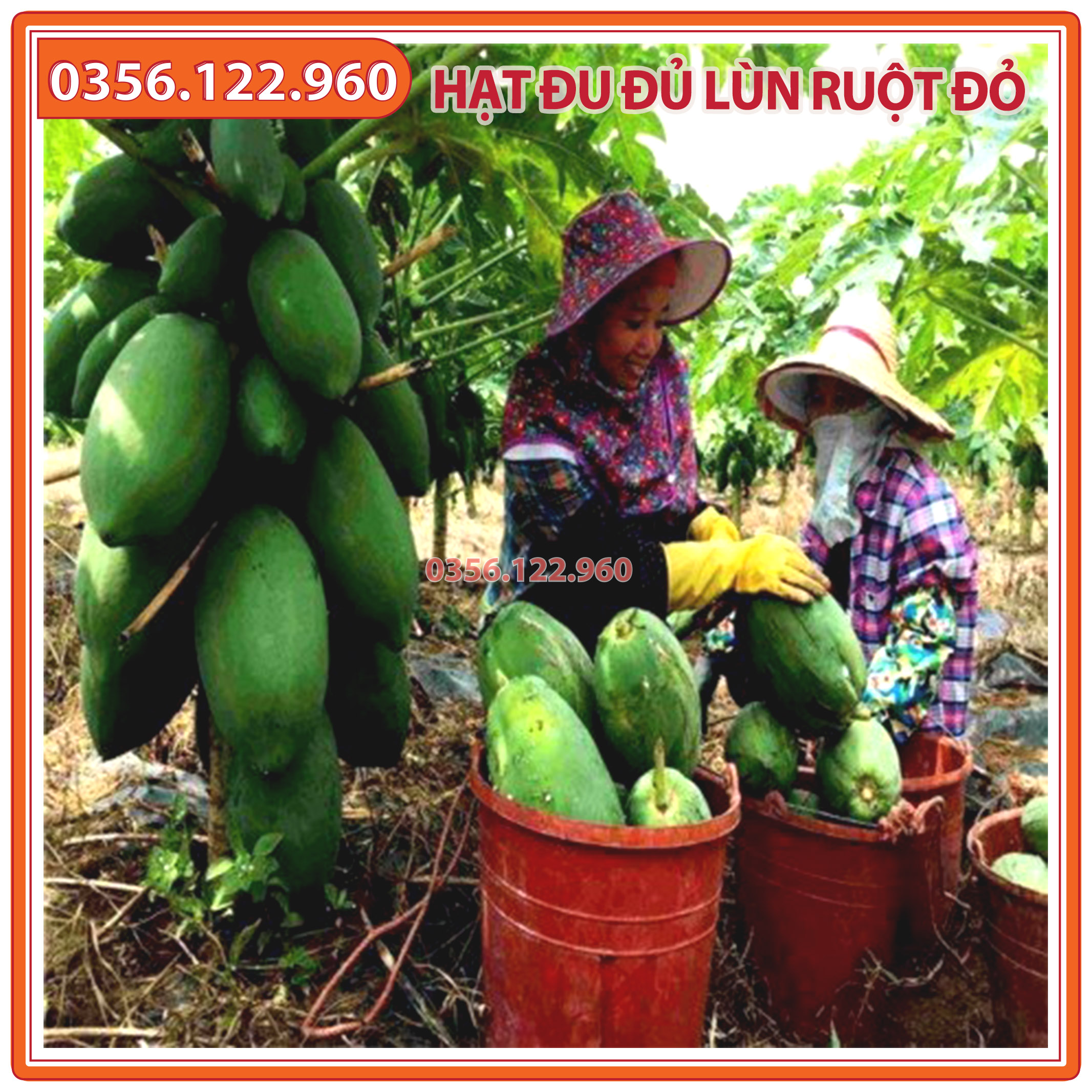 Hạt giống đu đủ lùn ruột đỏ F1 Đài Loan – 20 Hạt