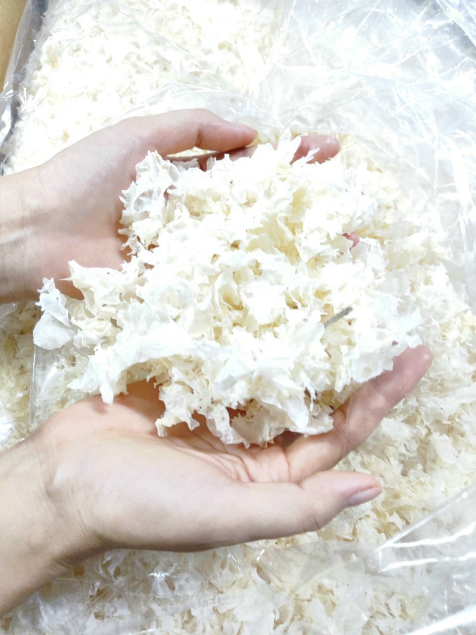 --500G--Nấm tuyết nhĩ VỤN TRẮNG sạch date mới