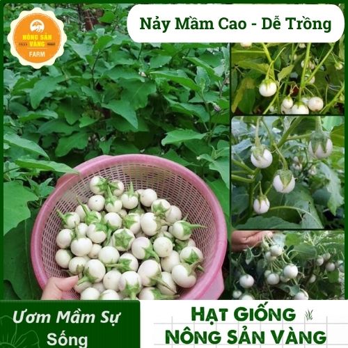 Eggplant seeds ghém-cà cannon White is raw material making up dish coffee salt delightedly border (Package 1 gram)-shallow gold