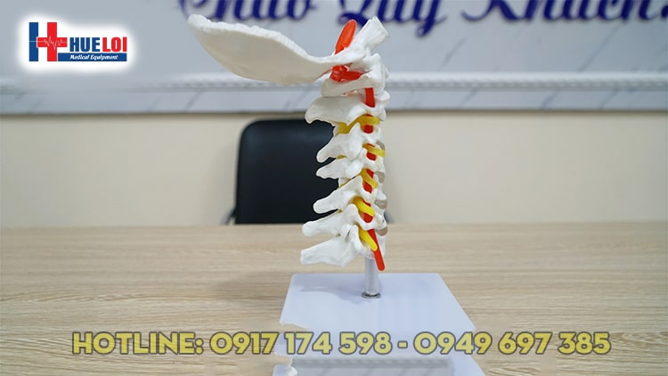 [HCM]MÔ HÌNH  THỰC HÀNH GIẢI PHẪU CỘT SỐNG CỔ