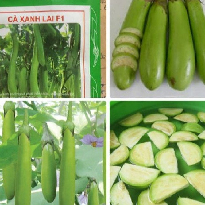 Hạt giống cà xanh lai quả dài - 0,5gr/gói