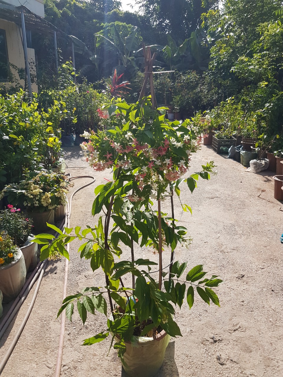 [ Chuẩn Giống F1] Chậu hoa trang leo ( hoa giun ) đang có hoa - - Tặng vòi tưới nhỏ giọt tự động