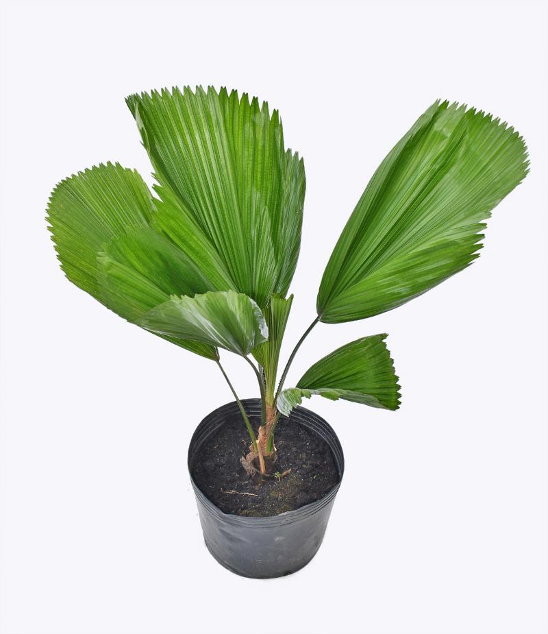 Cây giống Kè Nhật Size đại - CayGiongTot