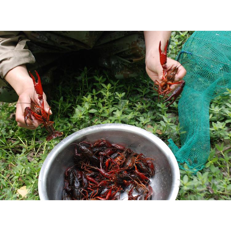 Mồi Tôm Cua Lươn Siêu Nhạy - Đồ Câu SIMANO