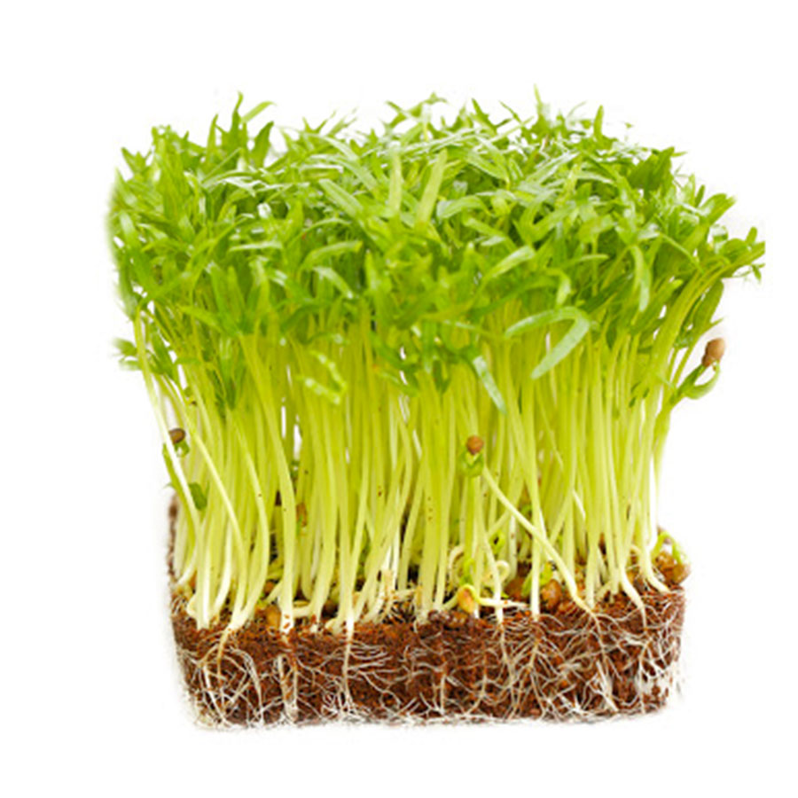 Hạt Giống Mầm Rau Muống - 50 gram