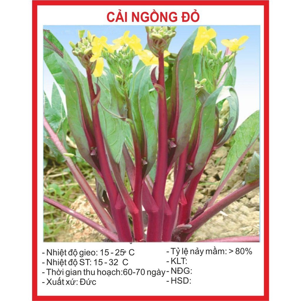 "Gói 5Gr Hạt " Hạt giống rau cải ngồng đỏ