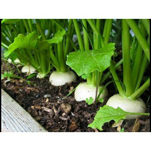 Hạt giống củ cải trắng - gói 20gr