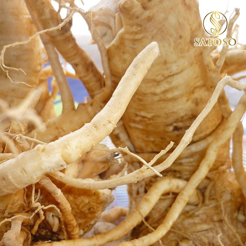 Rễ Mật Nhân thượng hạng SATOSO 1kg