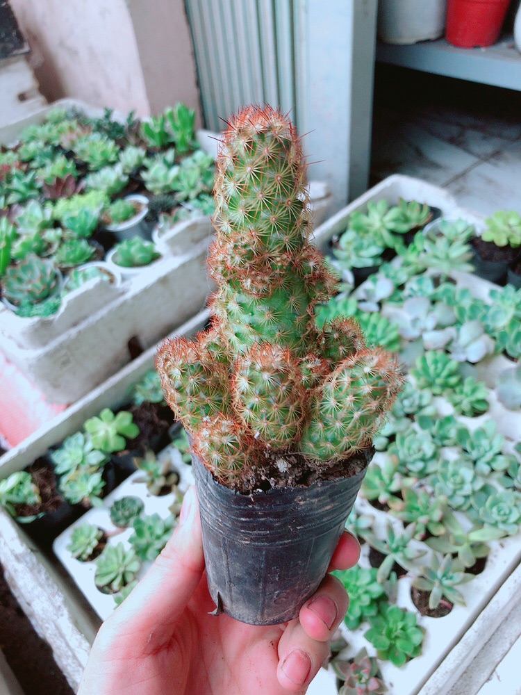 Xương rồng thạch trụ
