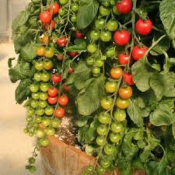 Túi 30 Hạt Giống Cà Chua Bi Nhật Siêu Ngọt F1. Dễ Trồng - Năng Xuất Cao .