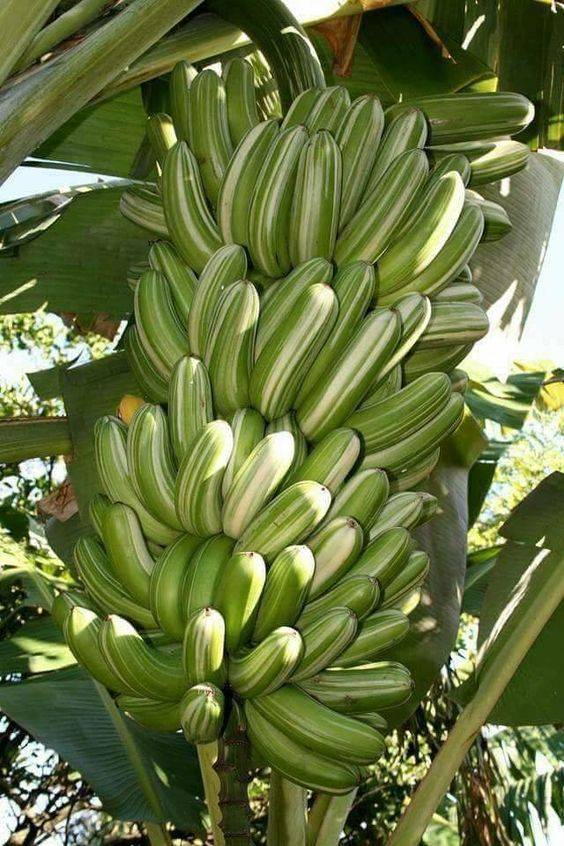 Cây giống chuối sọc dưa cấy mô giao nhanh