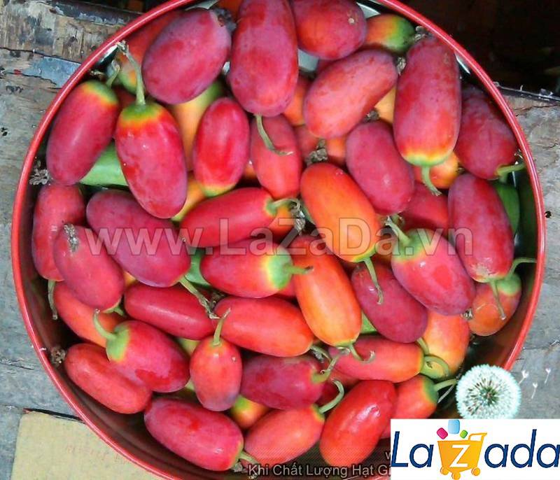 Sỉ- hạt giống cây bình bát dây dây bát mãng bát