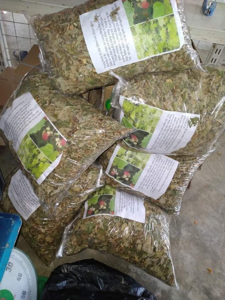 1KG CÂY MÂM XÔI RỪNG KHÔ