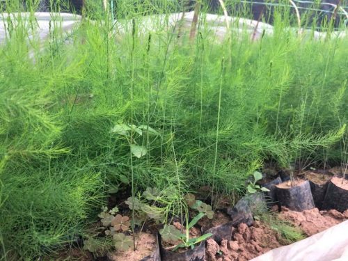 BẦU CÂY GIỐNG MĂNG TÂY XANH 1 NĂM TUỔI, SIÊU NĂNG SUẤT, SIÊU KINH TẾ