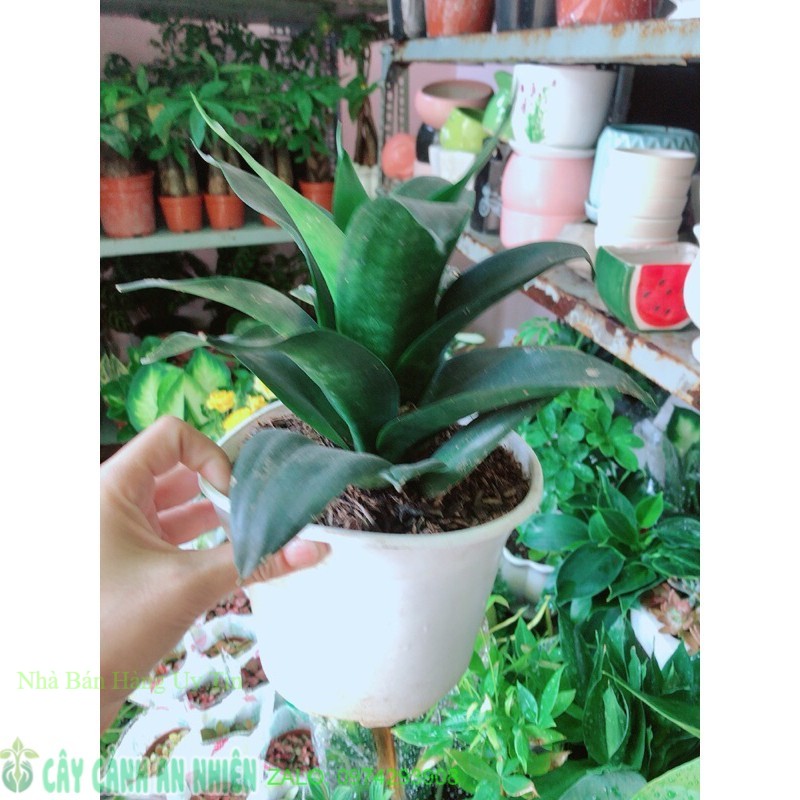 Lưỡi Hổ Sansevieria Black Dragon