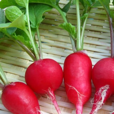 Hạt Giống củ cải đỏ 5gram | Dễ trồng
