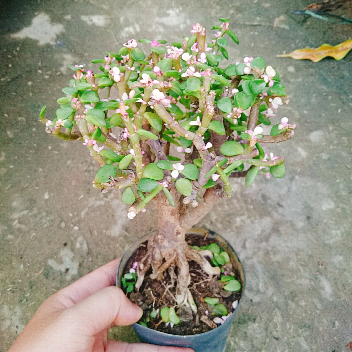 Cây Ngọc Bích (Đỏ) - Cây cảnh bonsai để bàn