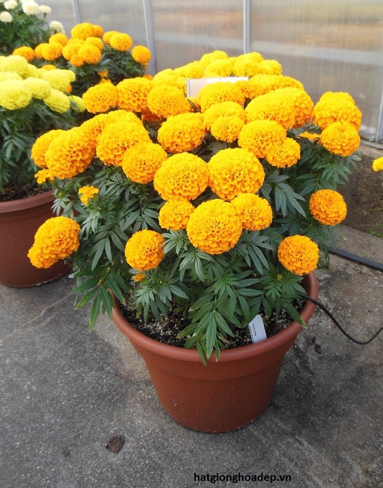 Hạt Giống Hoa Vạn Thọ Mỹ (gói 150 hạt)