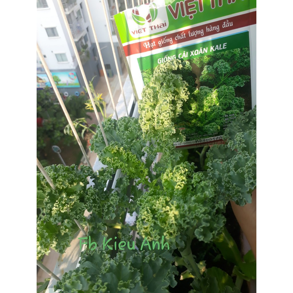 [HCM]Hạt giống Cải xoăn KALE đóng gói 2gr
