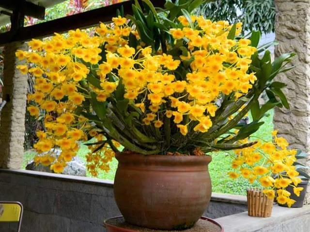 [Học Viên Nông Nghiệp I ] CHẬU LAN HOÀNG LẠP HÀNG THUẦN