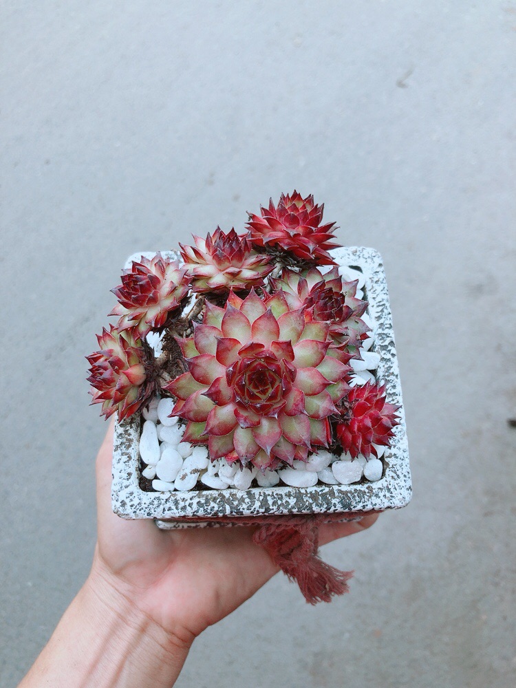Chậu Sen Phật Bà Đỏ