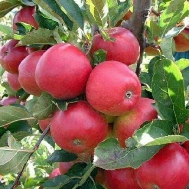 GIỐNG CÂY TÁO LÙN ĐỎ