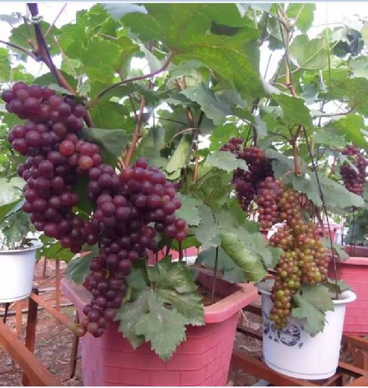 "Gói 10"Hạt giống nho lùn pháp ( nho bonsai ) [Seeds]