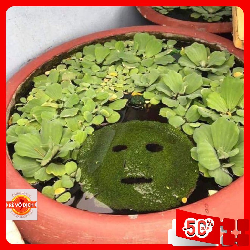 Mặt Nạ Mầm Tảo Biển......
