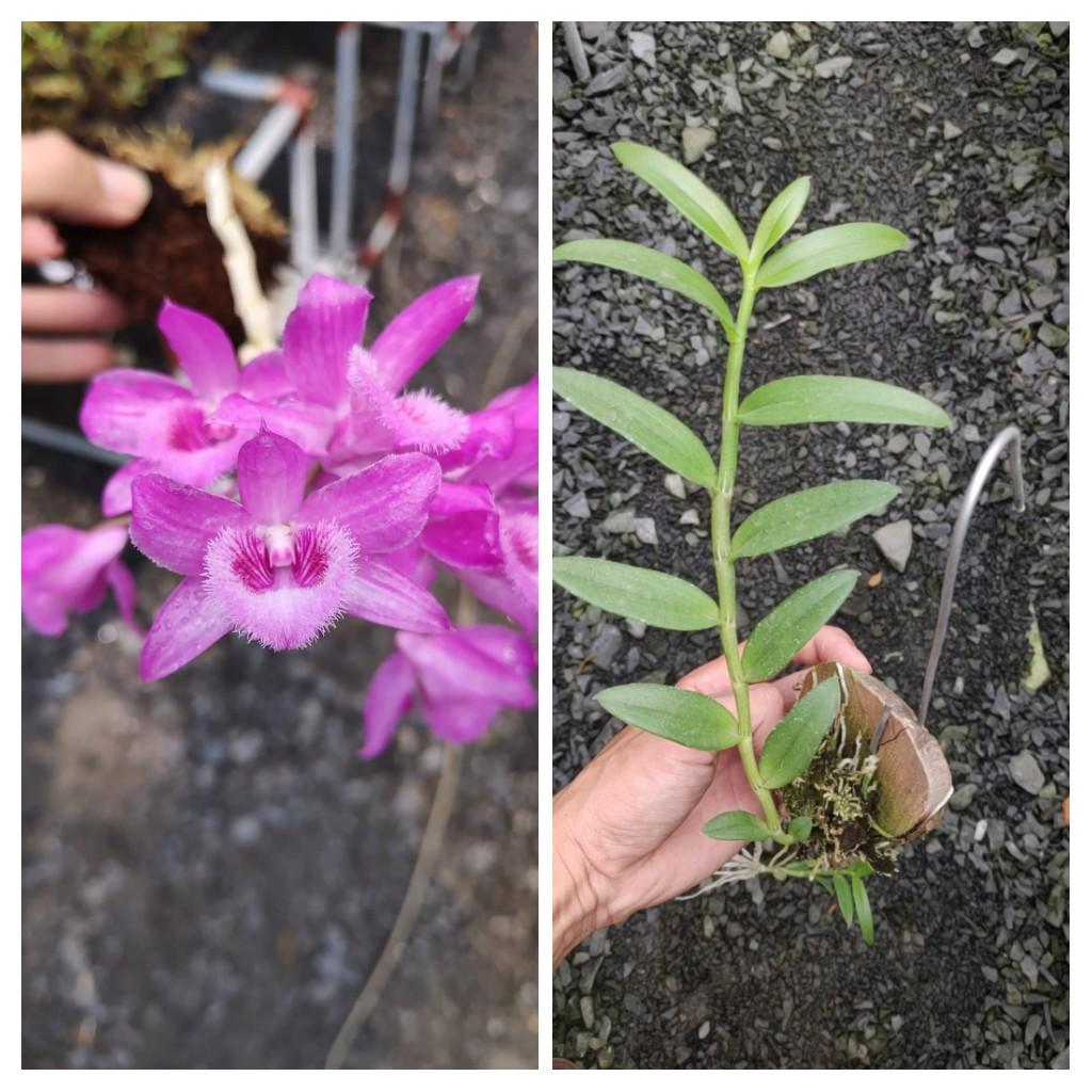 Giả Hạc Ghép Bảng Gỗ dài trên 20cm