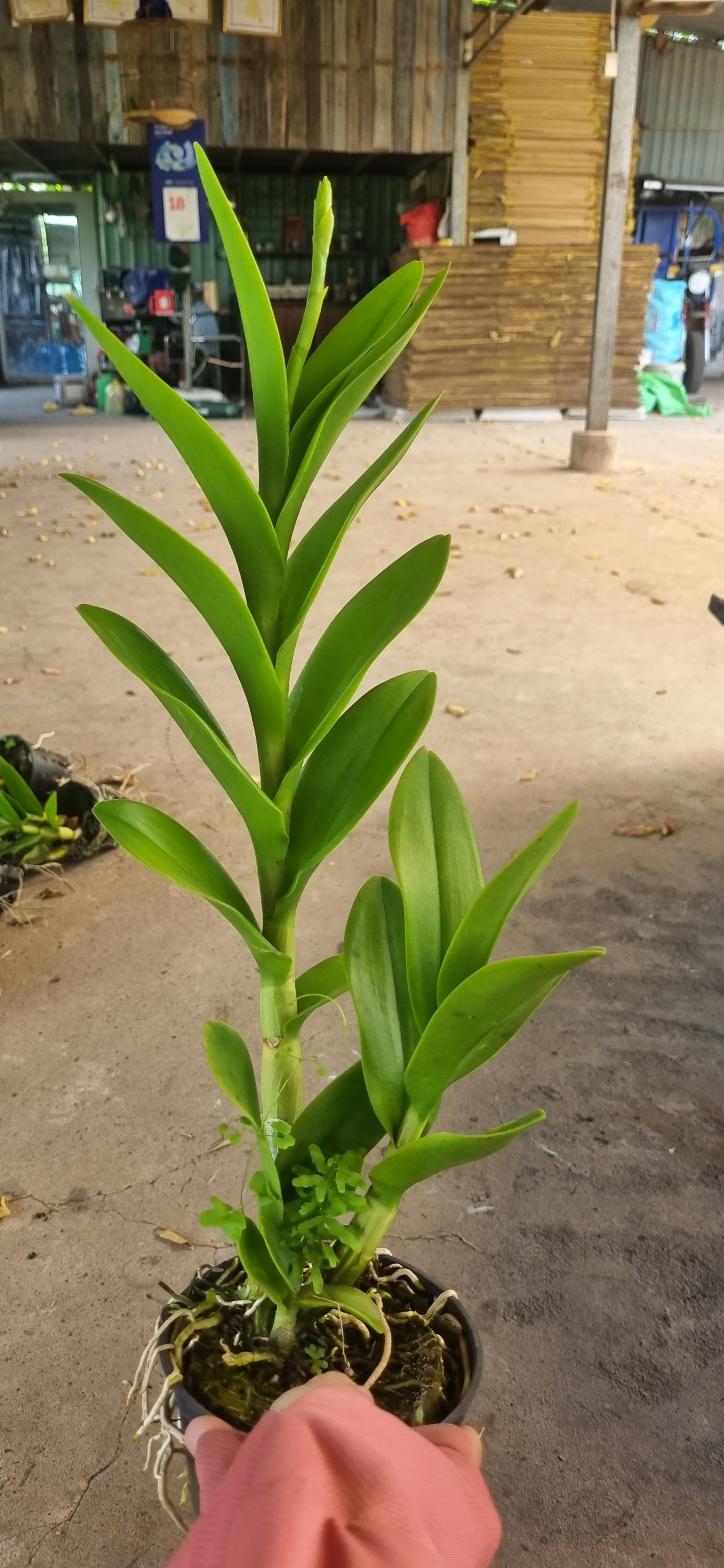 Hoa lan chan chao nâu xưa