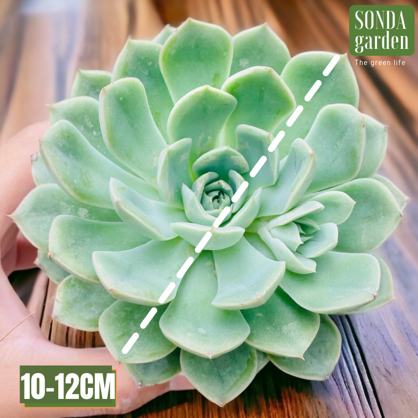 SEN ĐÁ LIÊN ĐÀI TRẮNG SIZE TRUNG BÌNH LỖI 1 ĐỔI 1