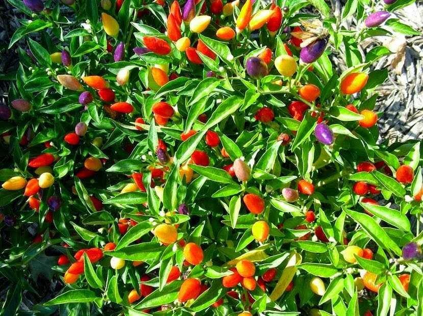 Hạt giống ớt kiểng ngũ sắc
