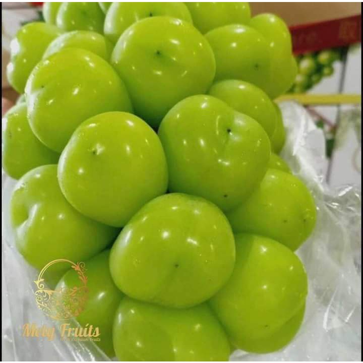 CÂY GIỐNG NHO SỮA ( CÂY GHÉP SIÊU SỚM)