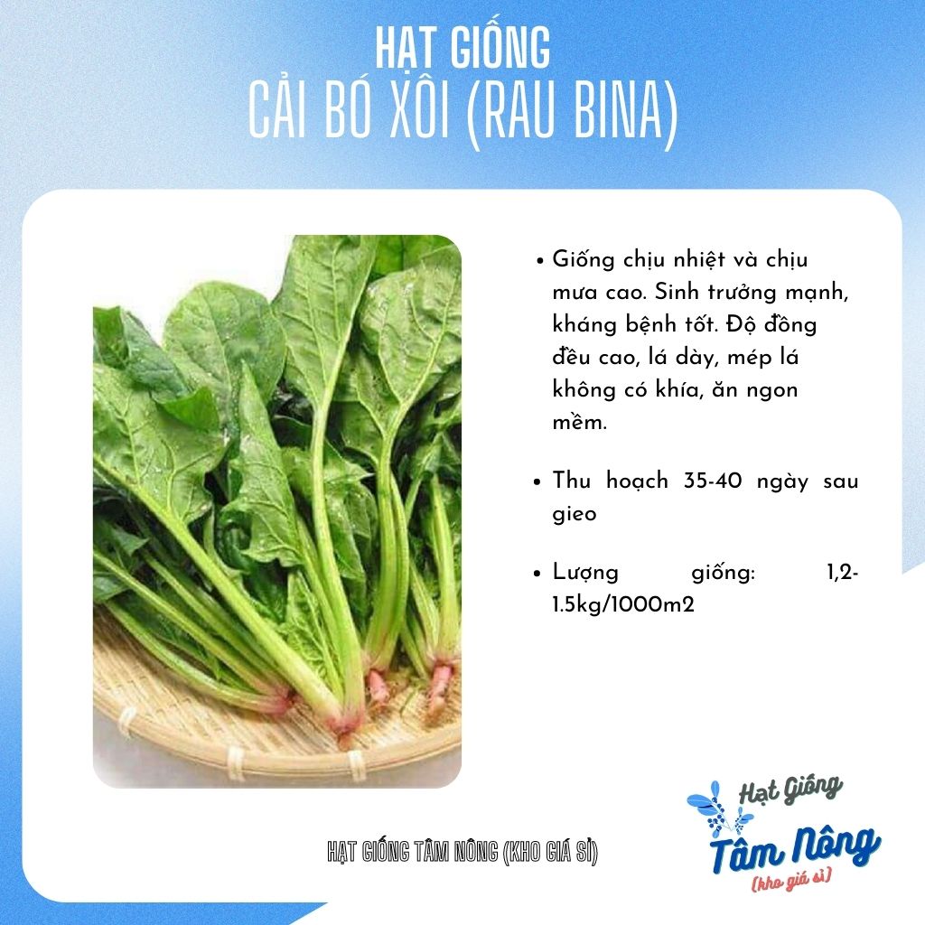 Hạt giống Cải bó xôi (rau BINA) chịu nhiệt Tâm Nông  gói 20g. Freeship đơn hàng từ 29k