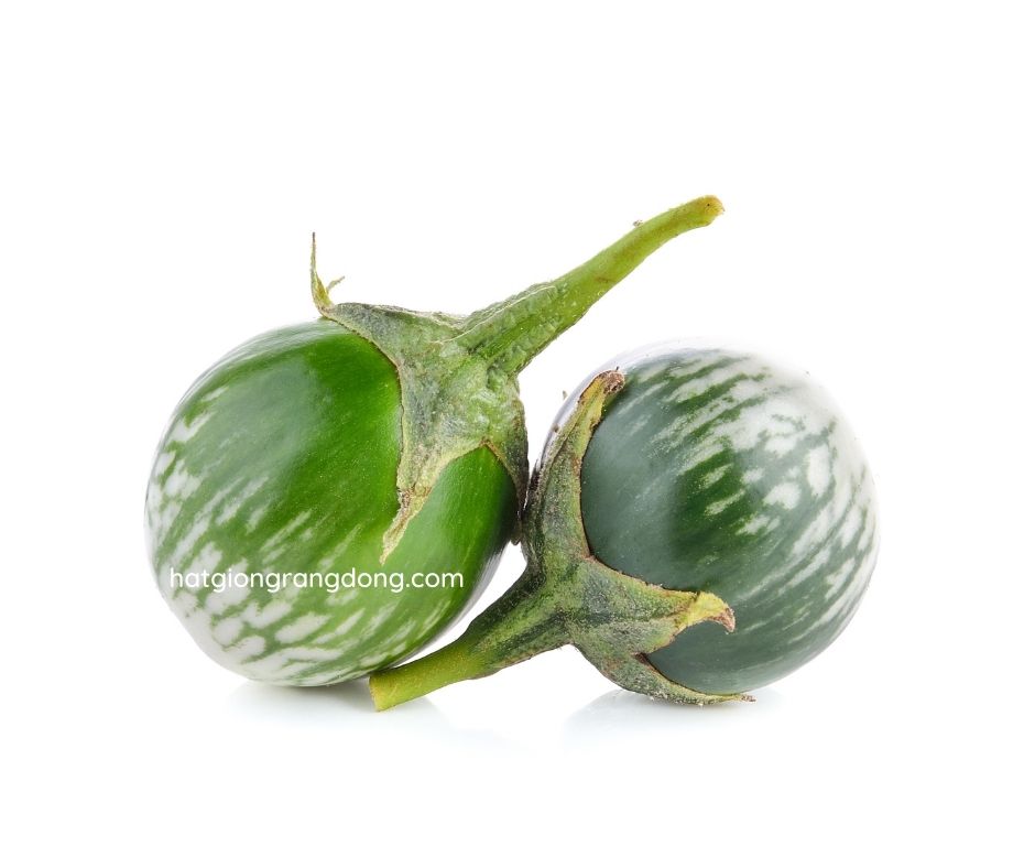 Hạt Giống Cà Dĩa 709 Rạng Đông Gói 0.5Gram