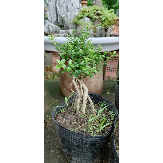 Sam Hương Bonsai