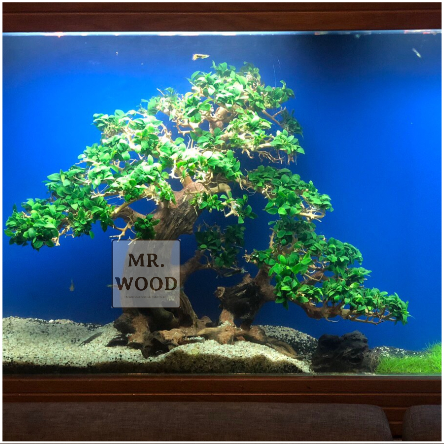 Lũa Bonsai Hai Thân Cho Hồ Thủy Sinh- Xưởng Lũa Mr Wood