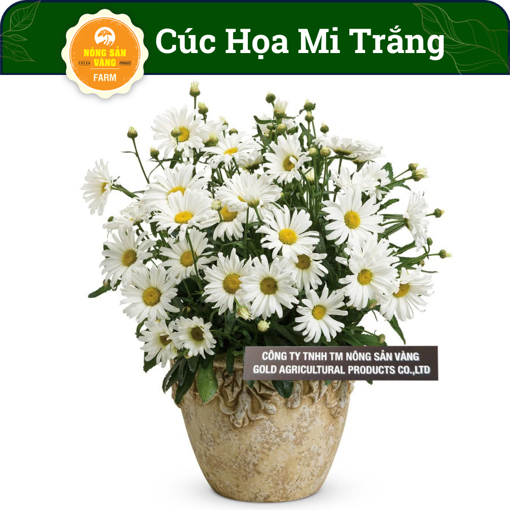 Flower seeds chrysanthemum painting white shirt, fast germination, flowers bloom lasting ashtray, fewer pests, (pack of 0.03 gram) -shallow gold