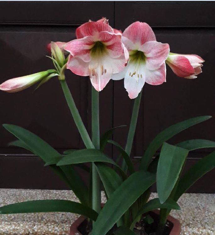 Củ giống hoa lan huệ tây mix màu ( được chọn màu )[Seeds]