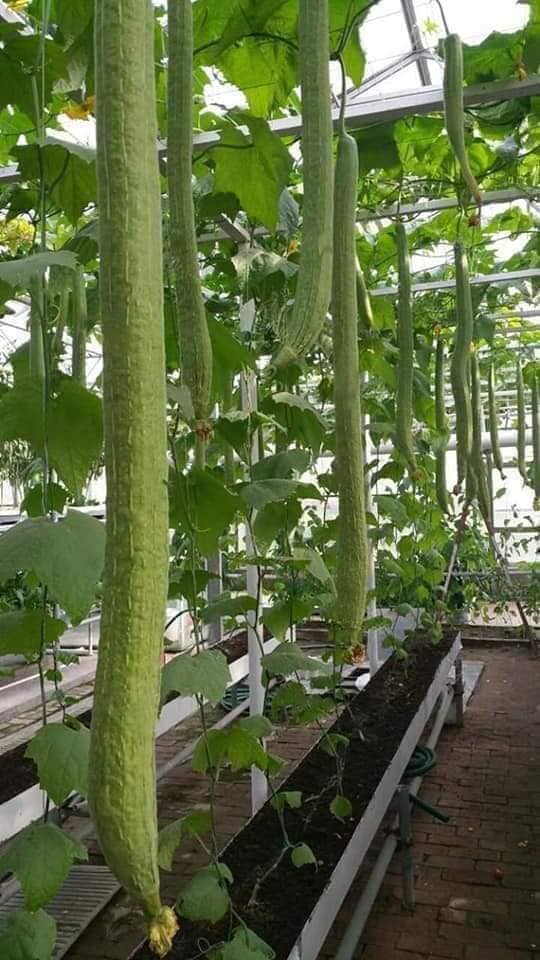 Hạt giống mướp hương Thái trái dài