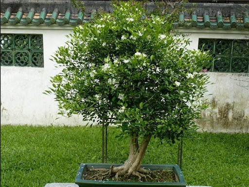 CHẬU CÂY NGUYỆT QUẾ LÙN BONSAI