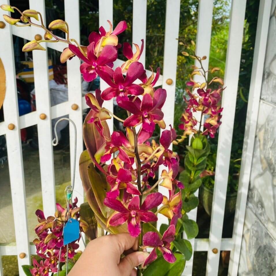 Denro Phượng Hoàng Lửa/Đỏ lưng vàng F12