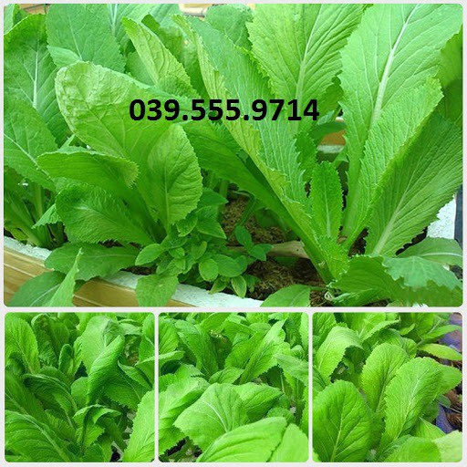 Hạt giống Cải Bẹ Xanh Mỡ Cao Sản 20gam