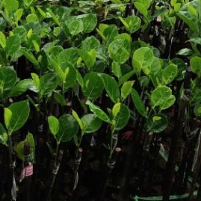 Mít không hạt 105k/1 cây