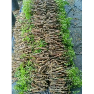 (xả kho đón tết) Cây Đinh Lăng Giống
