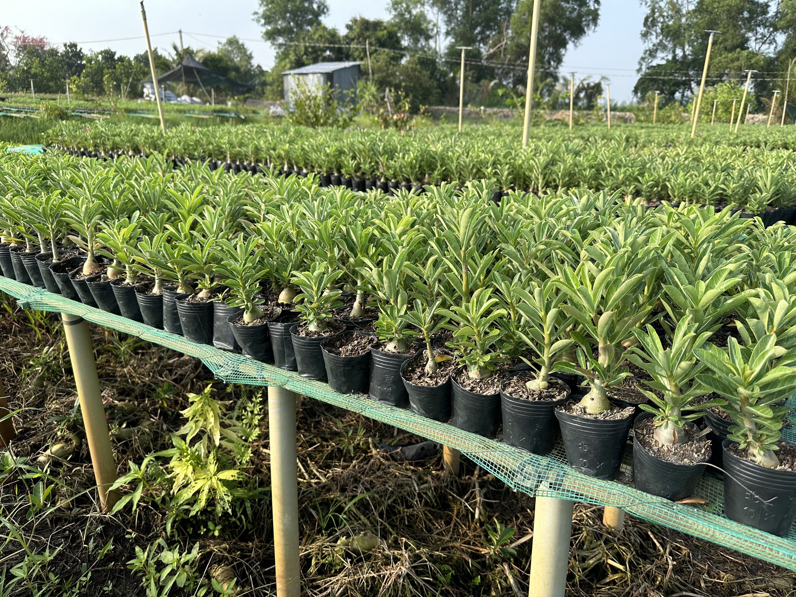 5 Cây sứ Thái gieo hạt hoa xổ số (gửi cây như ảnh 3)
