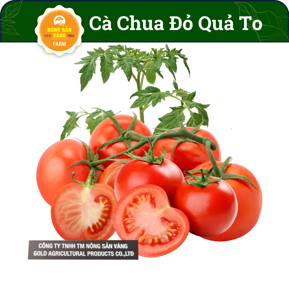 Easy to grow high yield red tomato seeds -shallow yellow