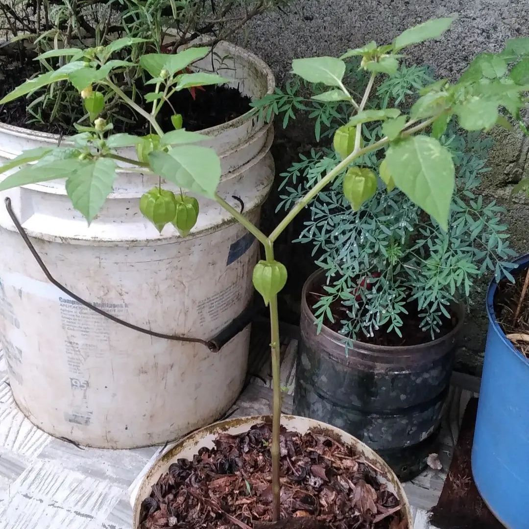 Hạt giống thù lù xanh Nam Mỹ (Tầm Bóp)