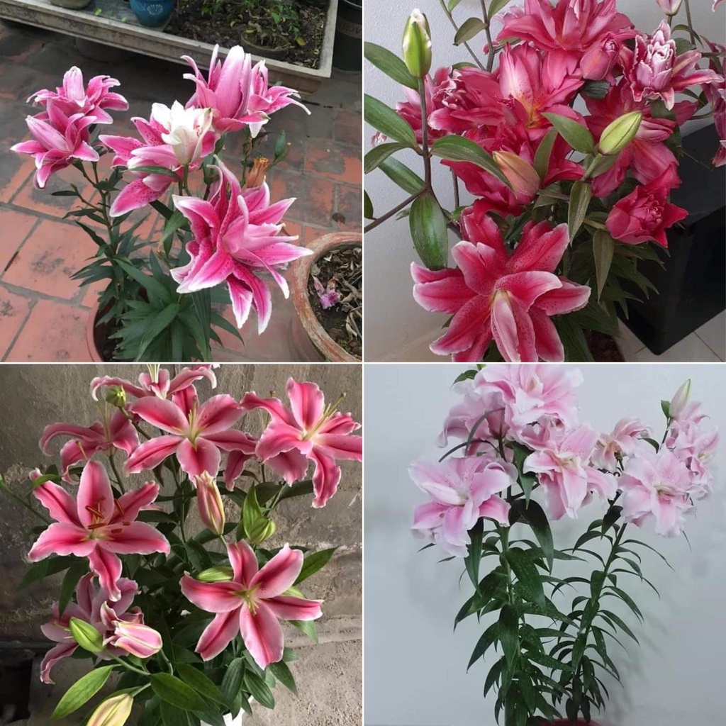 Củ ly cao thơm size 20/22 Hà Lan đủ màu